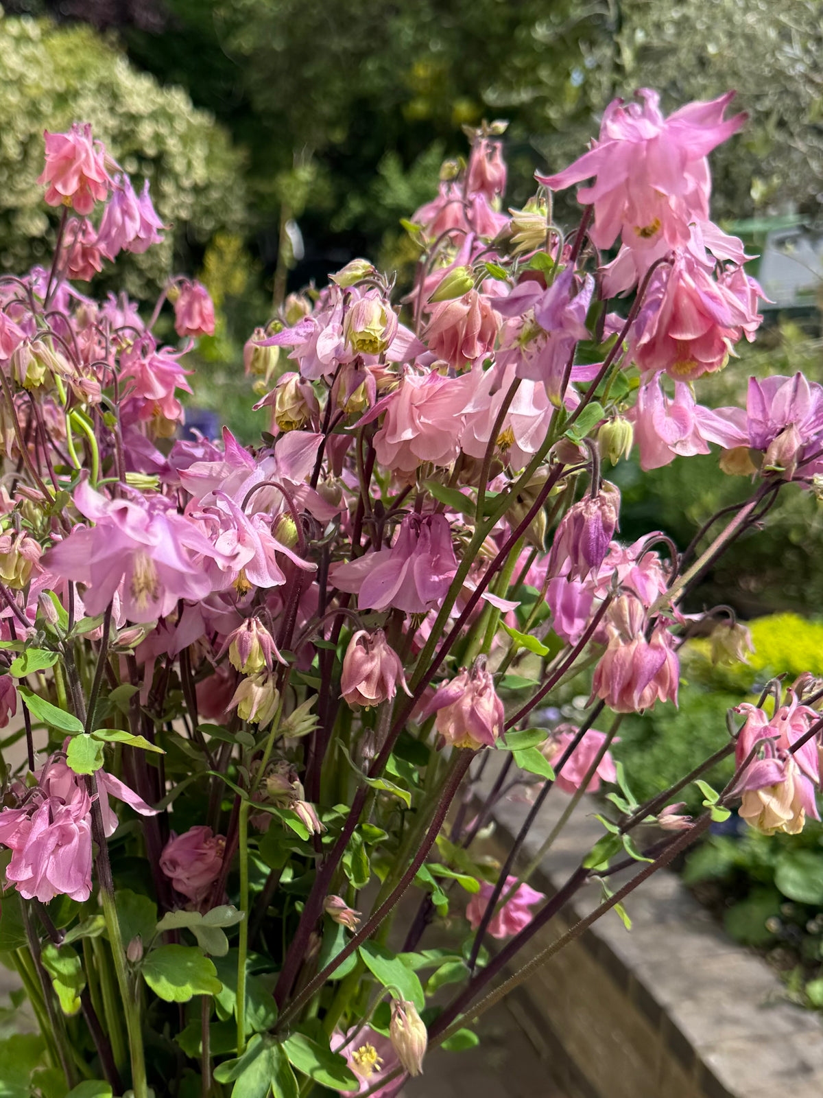 Aquilegia Seeds