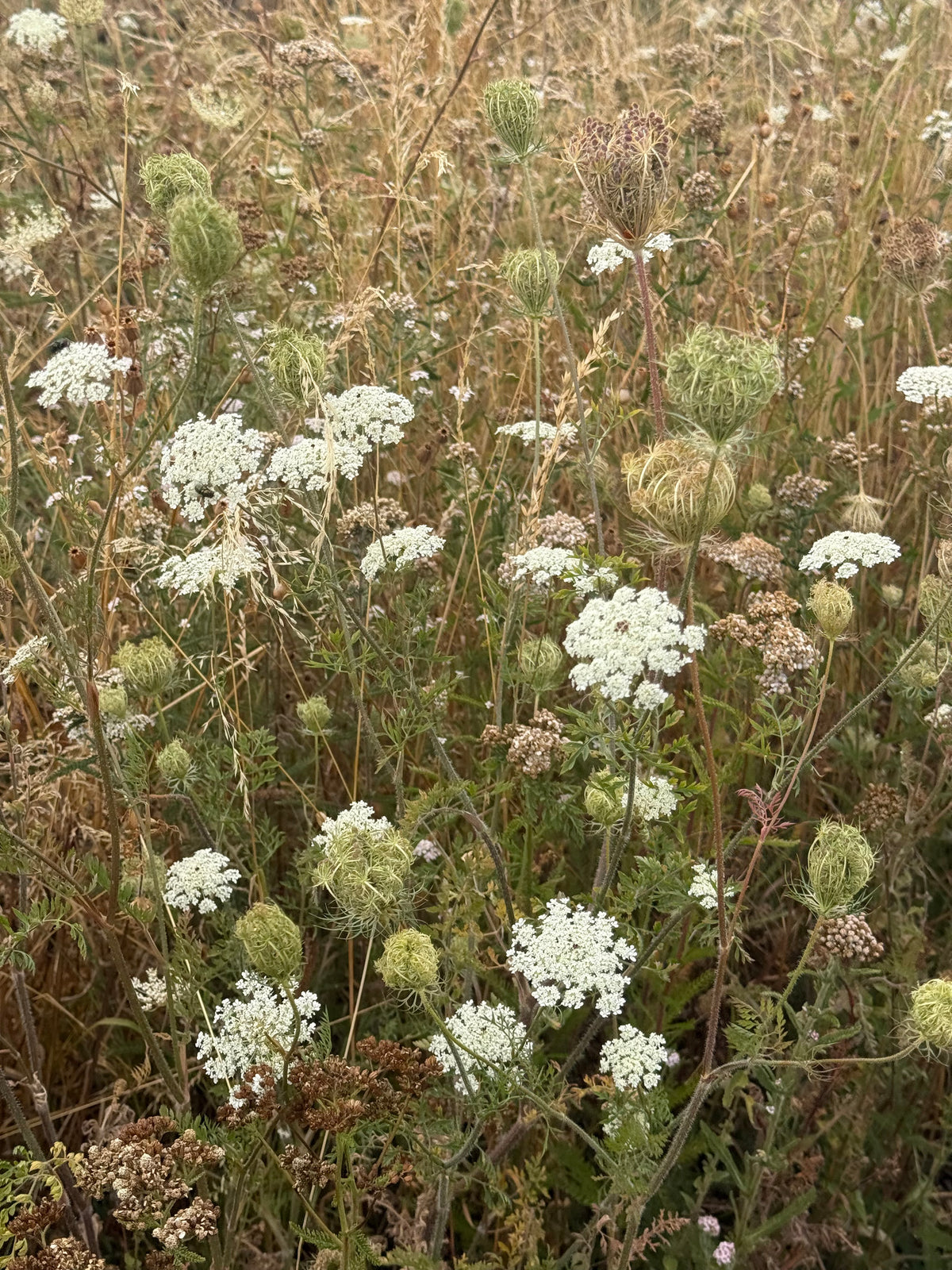 Queen Anne’s Lace Seeds