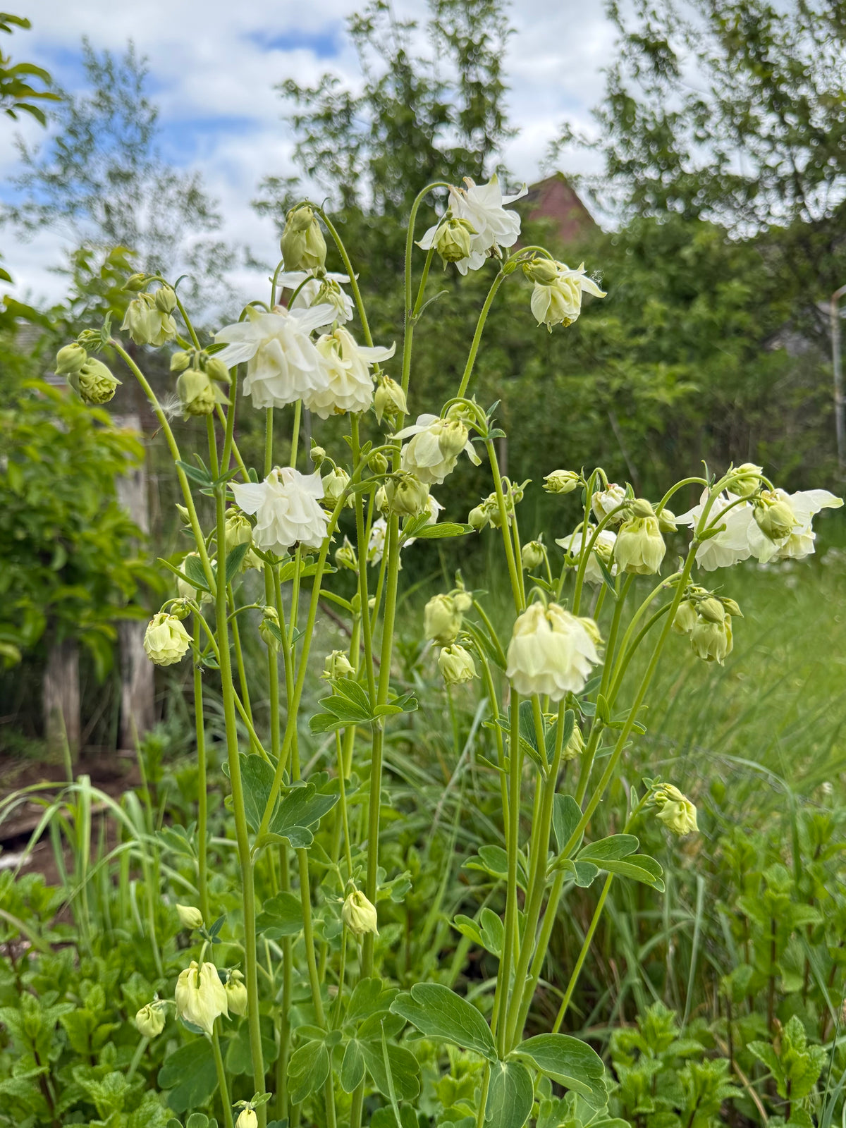 Aquilegia Seeds
