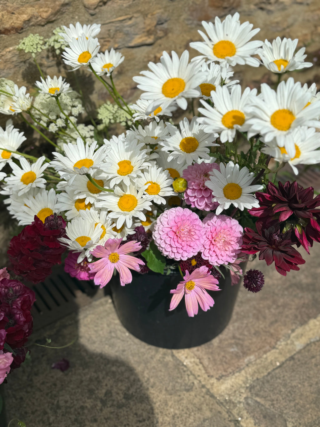 Daisy Seeds