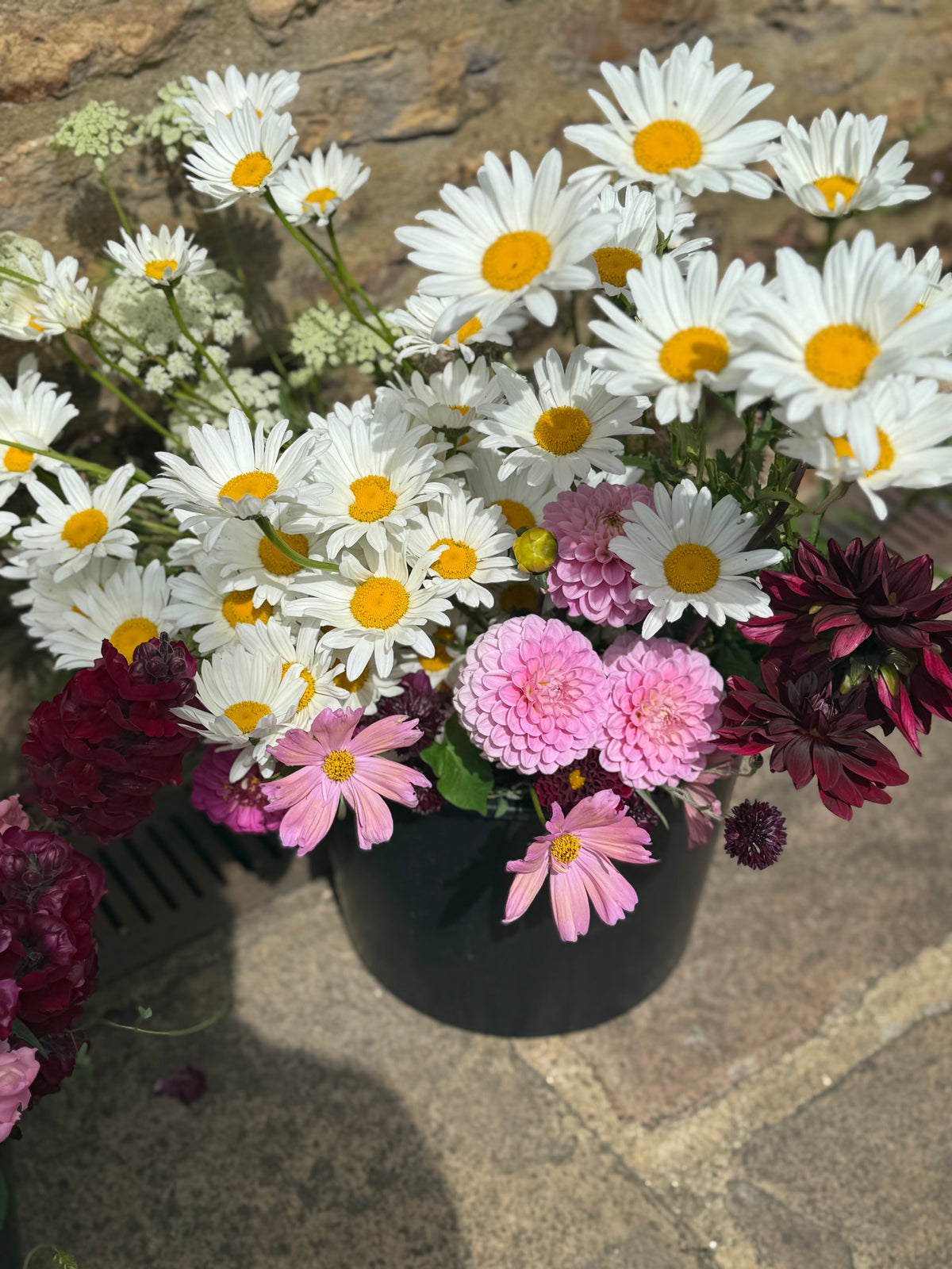 Daisy Seeds