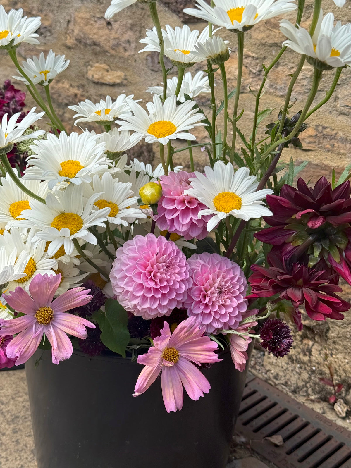 Daisy Seeds