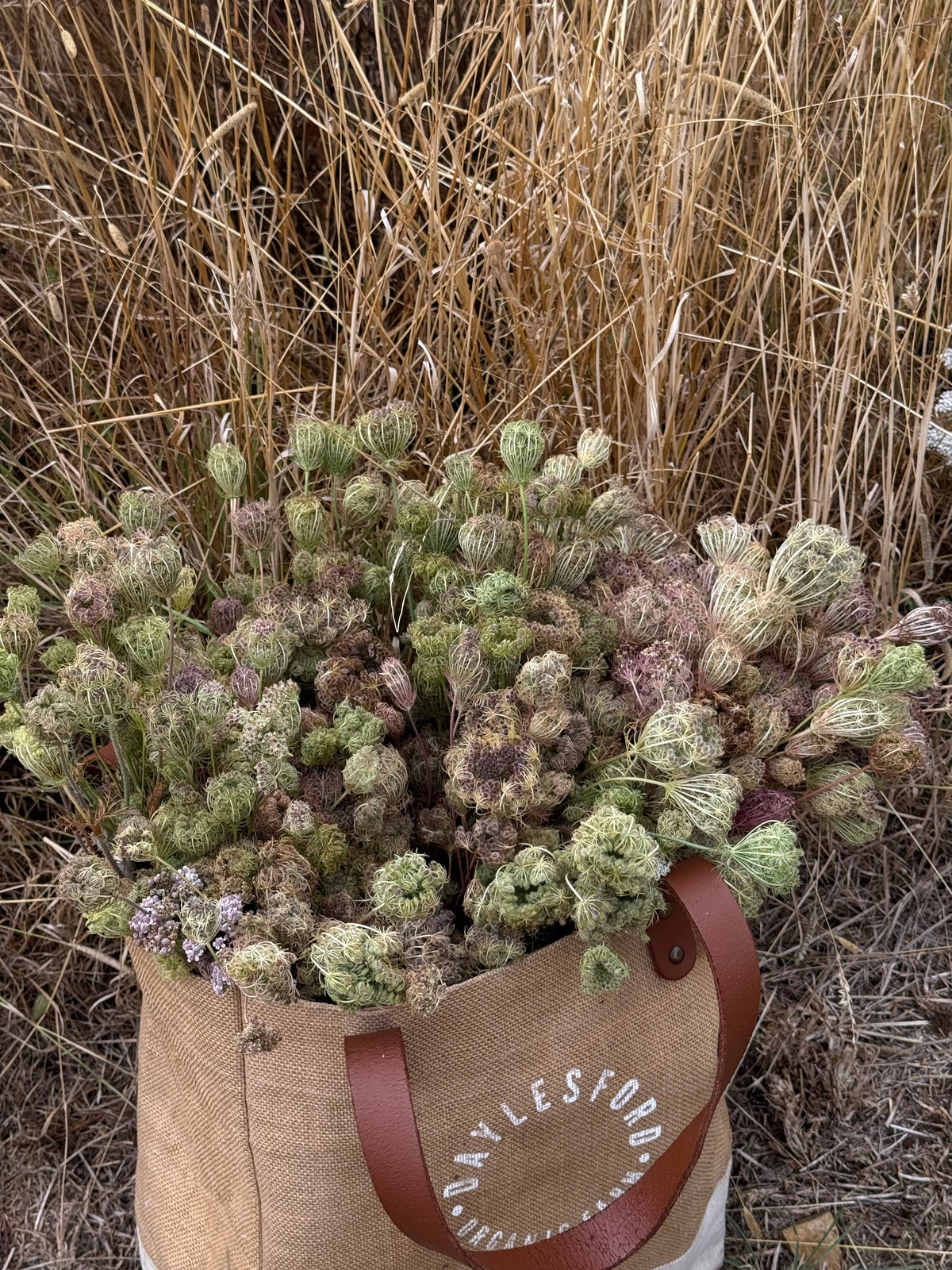 Queen Anne’s Lace Seeds