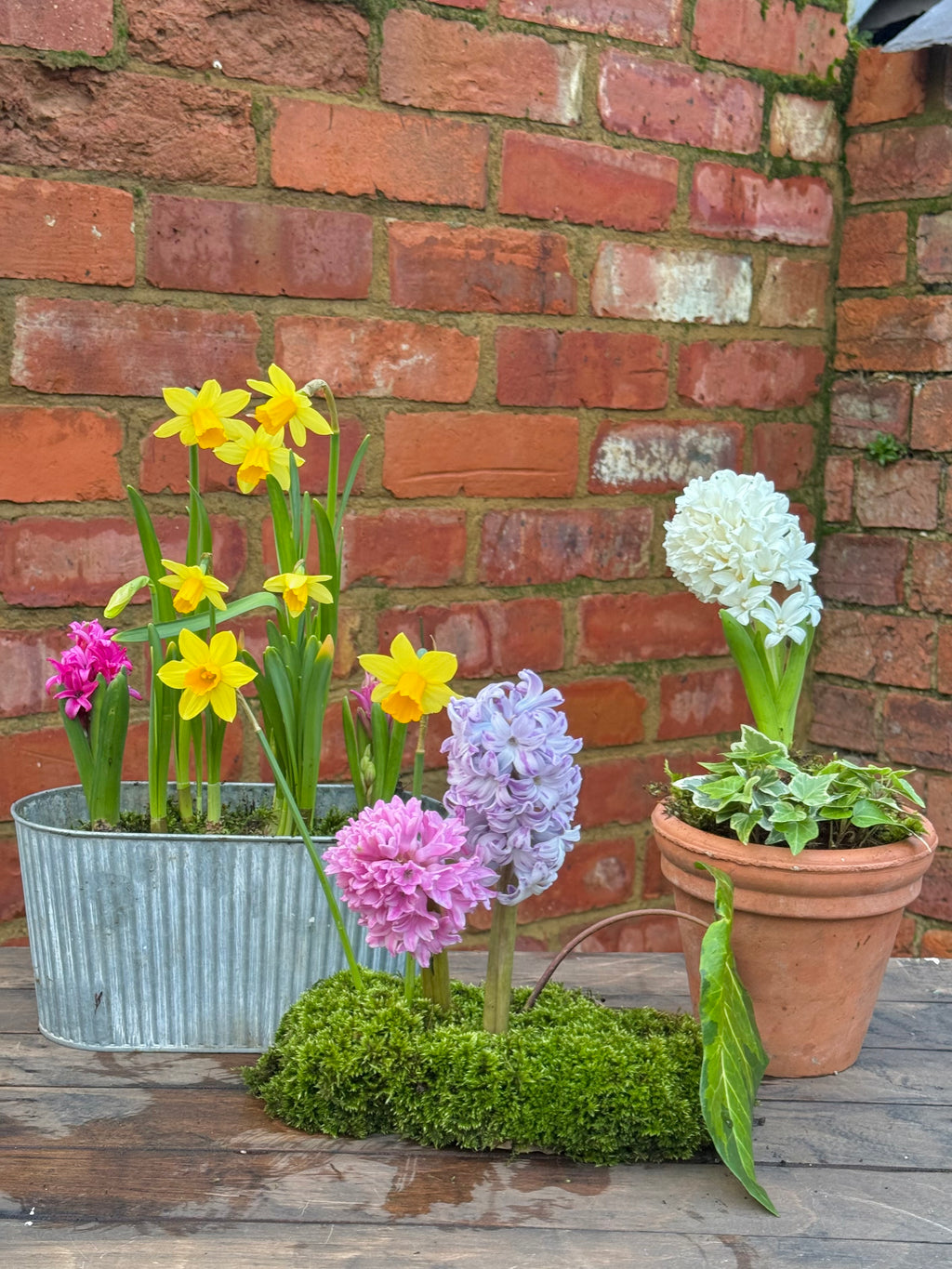 Spring bulbs: terracotta pot