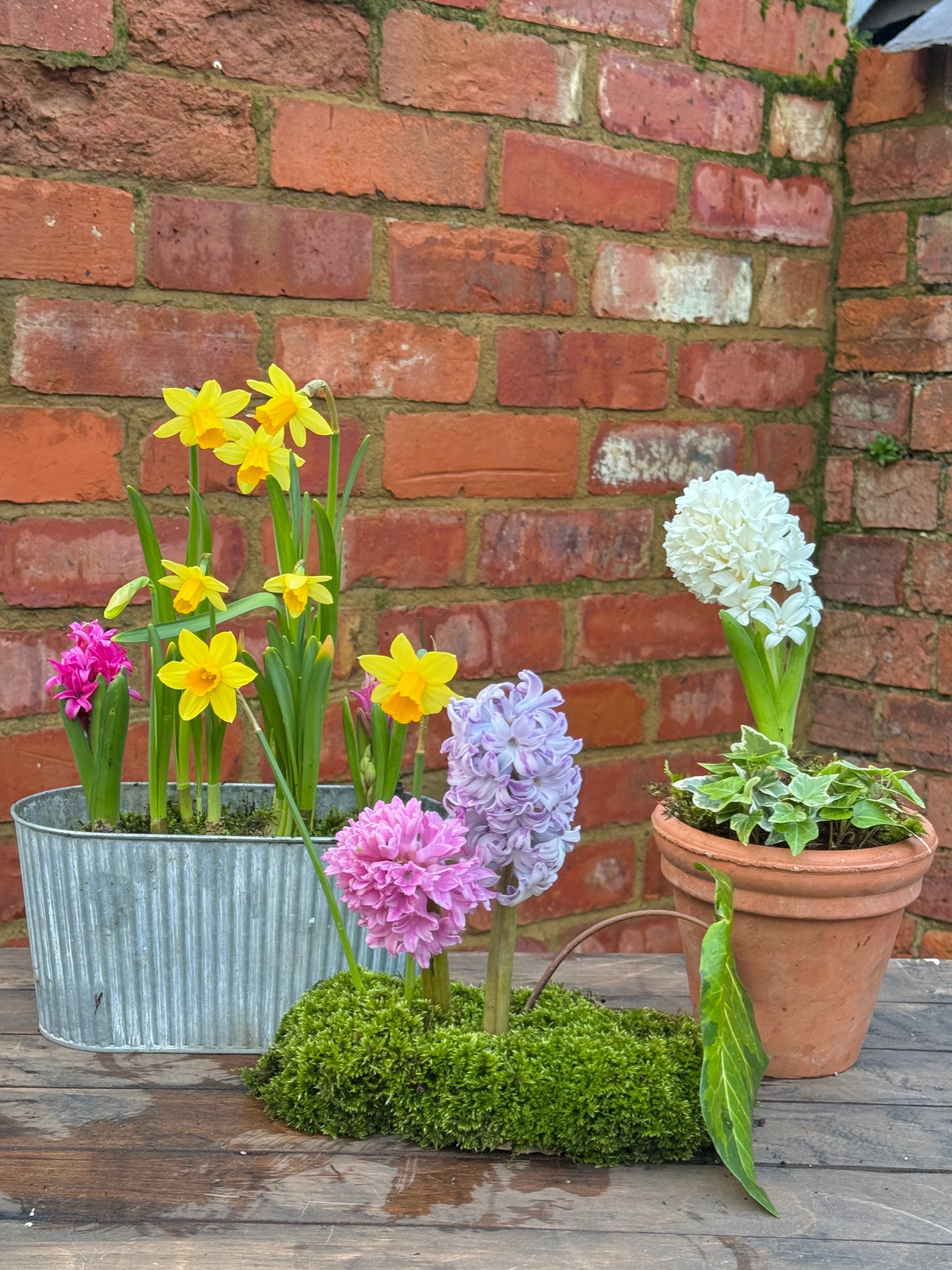 Spring bulbs: terracotta pot