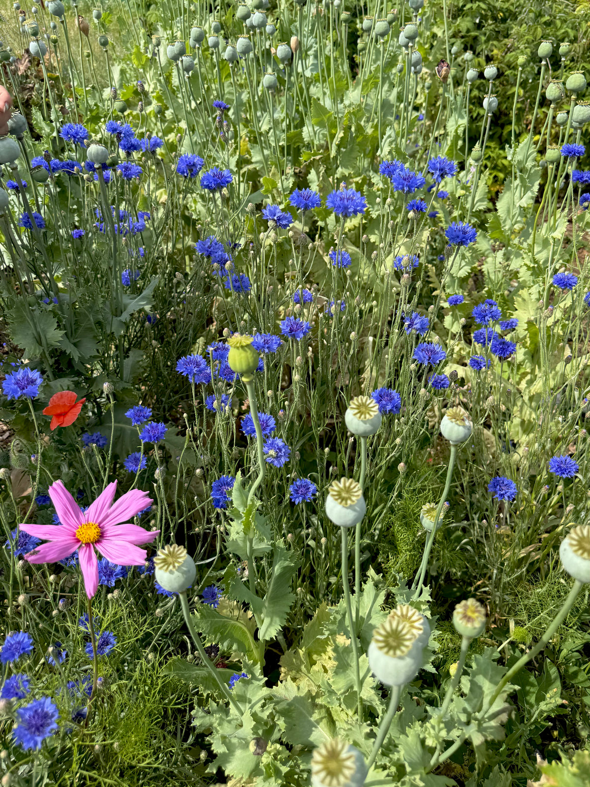 Little Growers Seed Mix