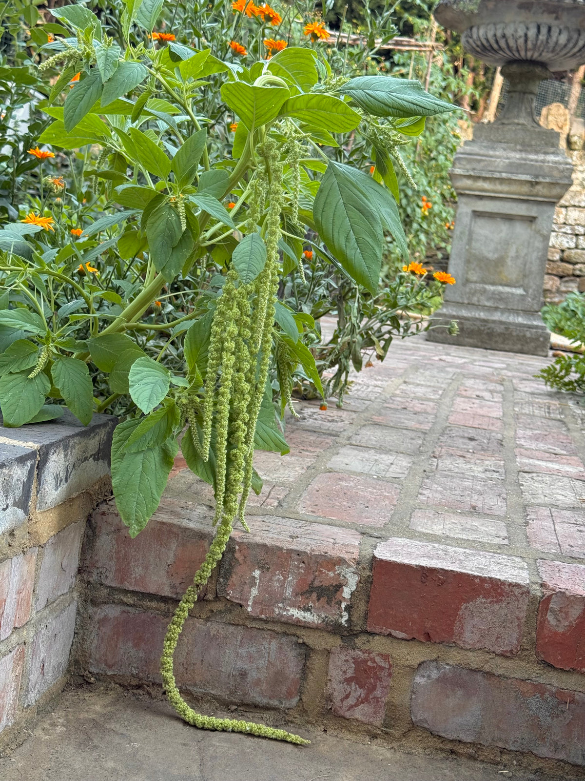 Green Amaranth Seeds