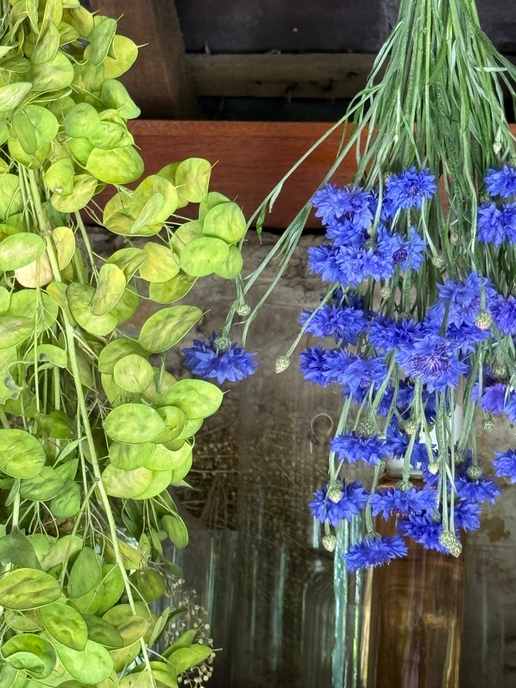 Cornflower Seeds