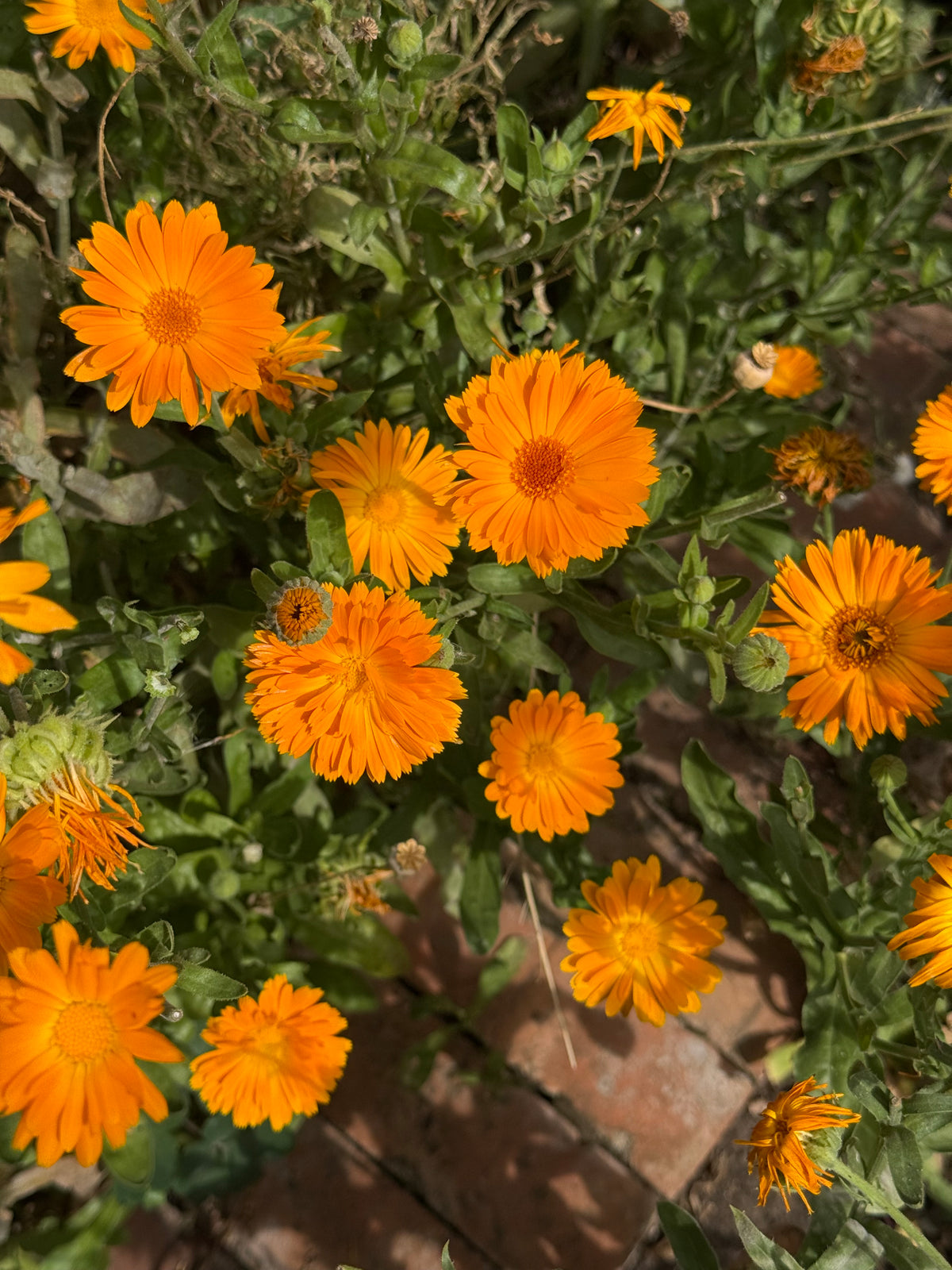 Calendula Seeds