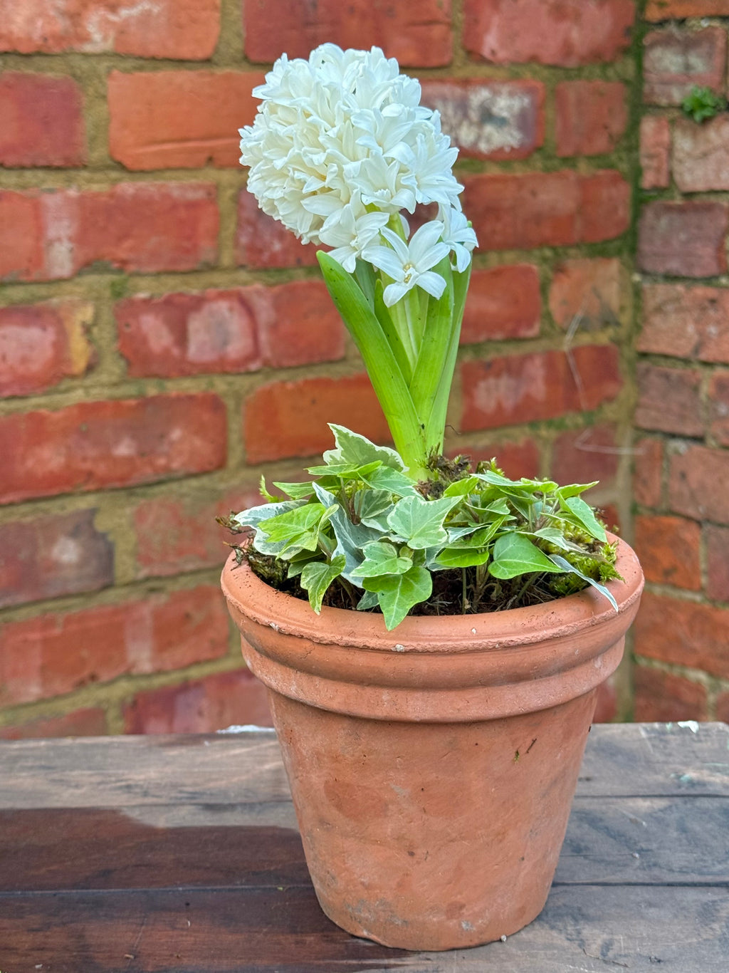 Spring bulbs: terracotta pot