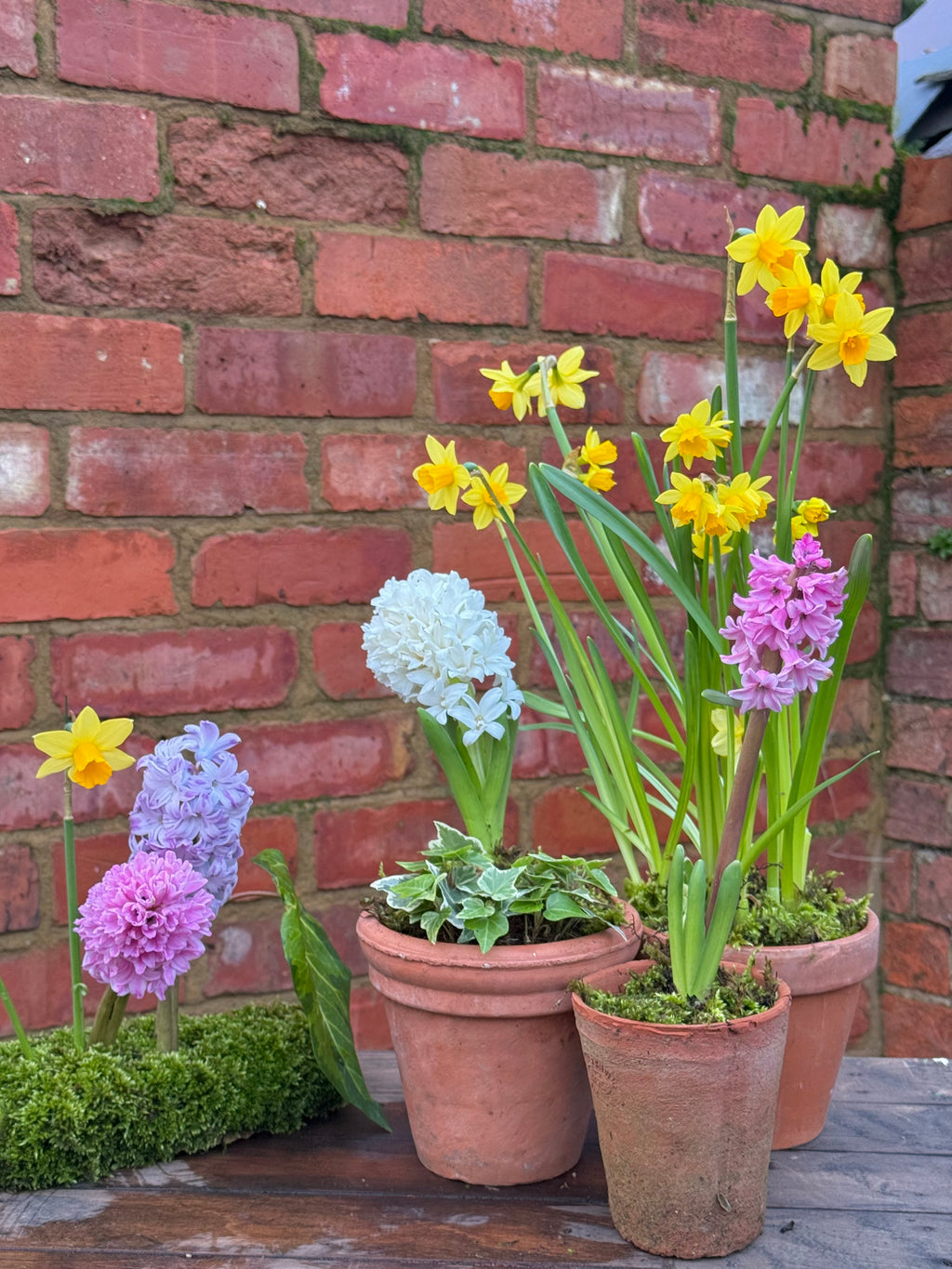Spring bulbs: terracotta pot