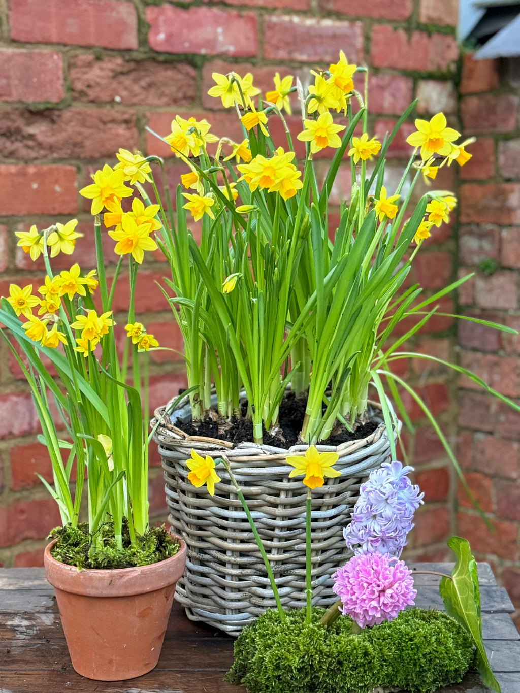 Spring bulbs: large planter