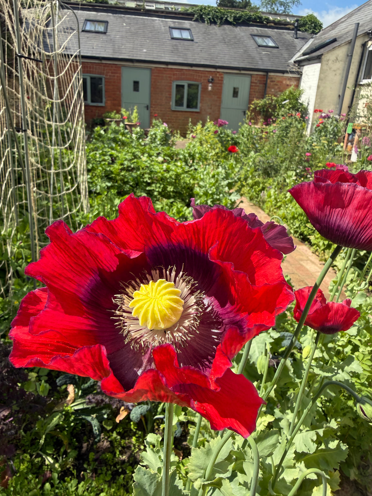 Poppy Seeds