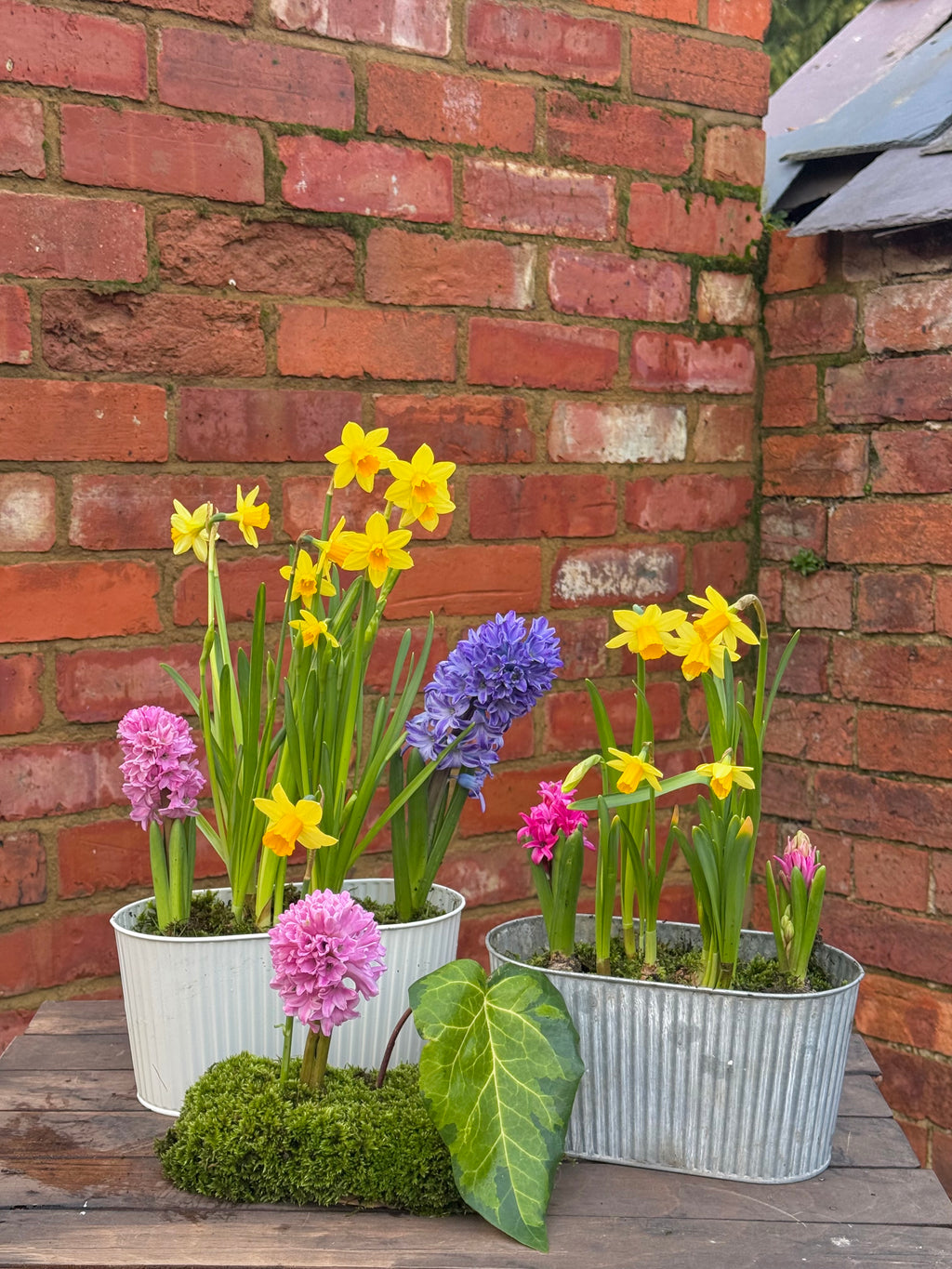 Spring bulbs: trough