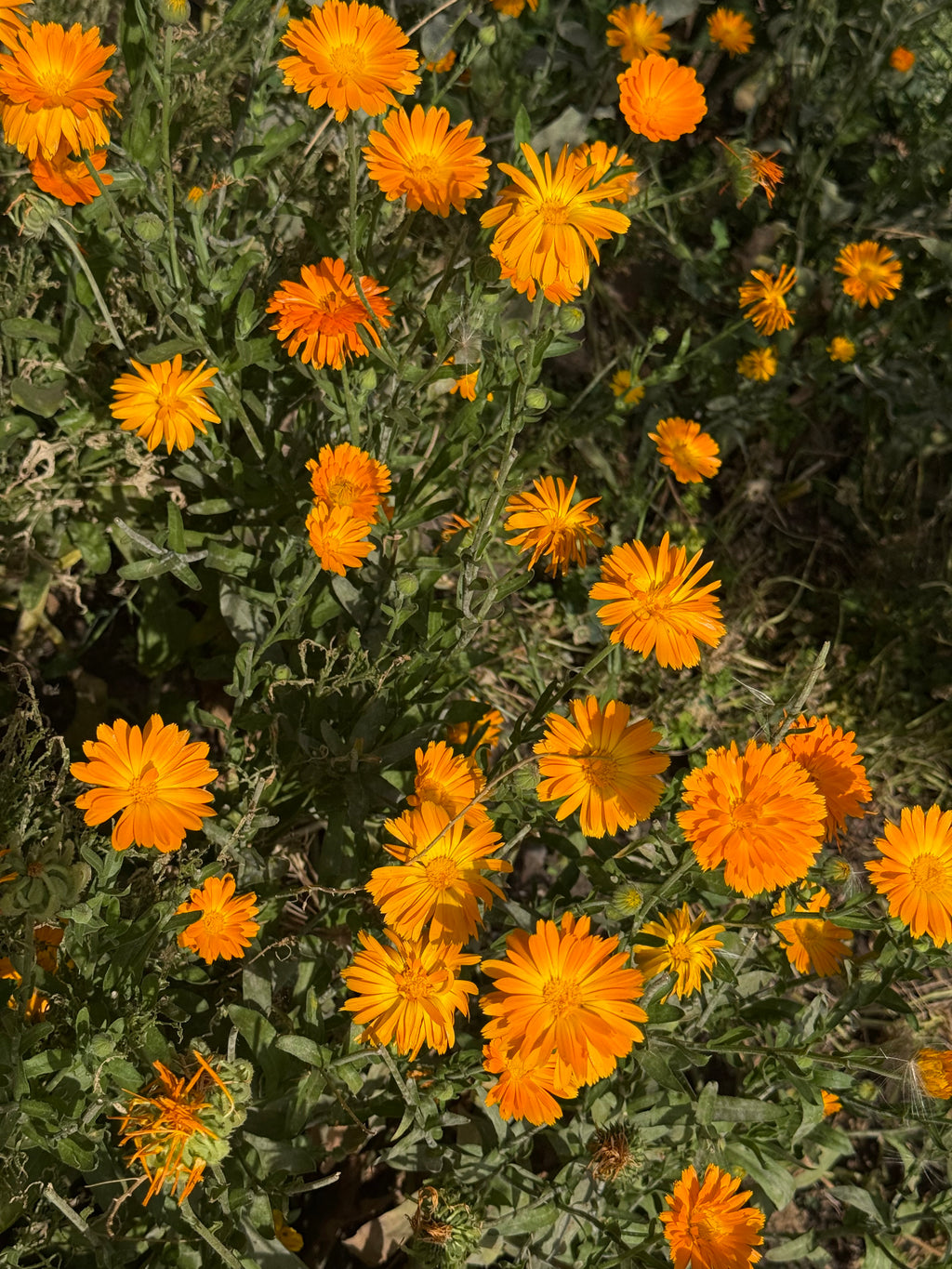 Calendula Seeds