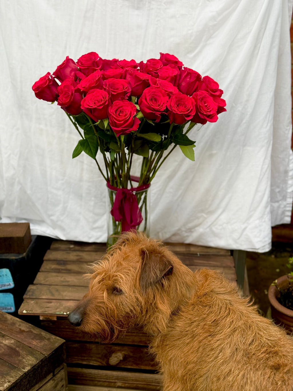 Ten Classic Roses (red)