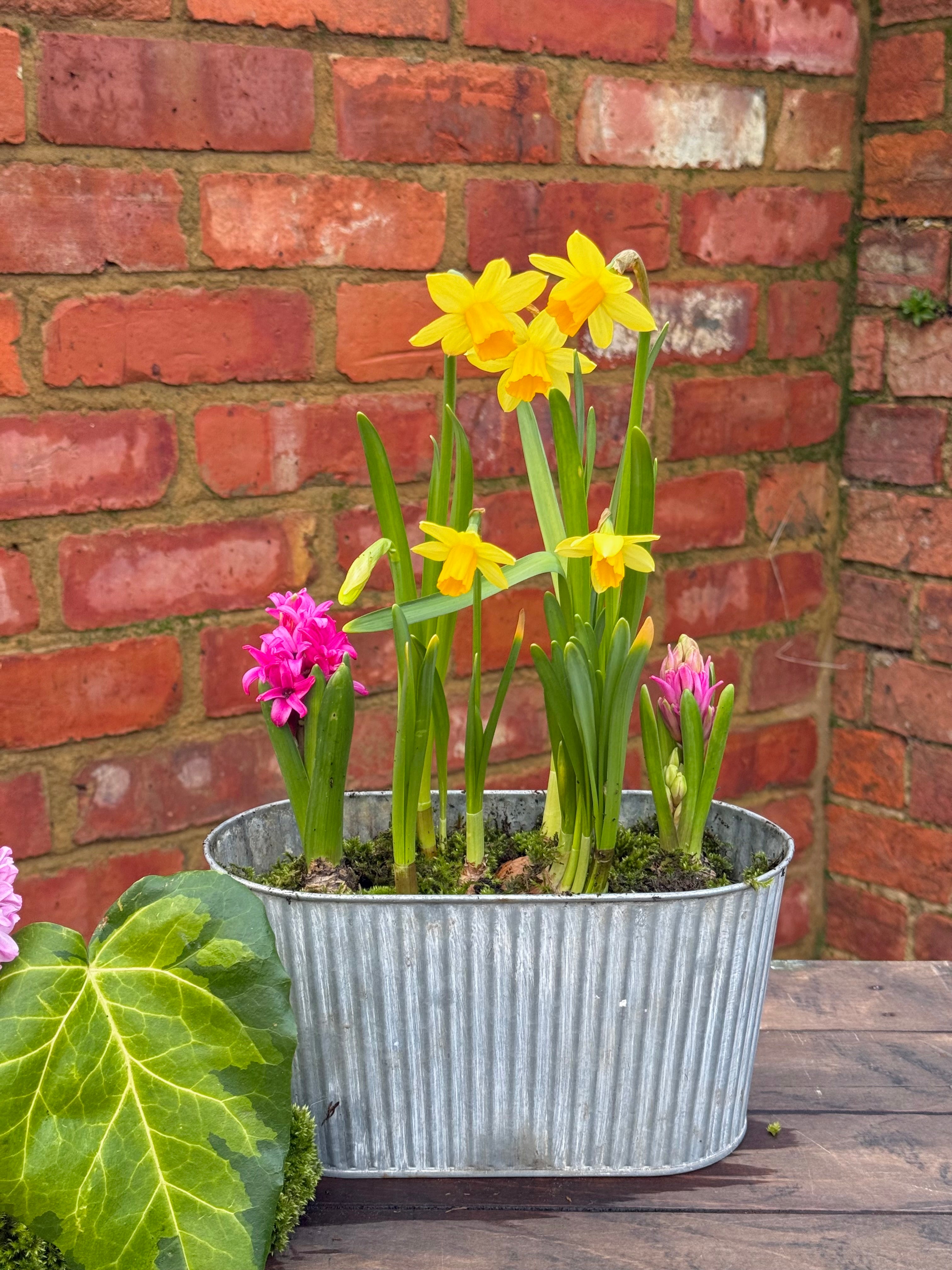 Spring bulbs: trough