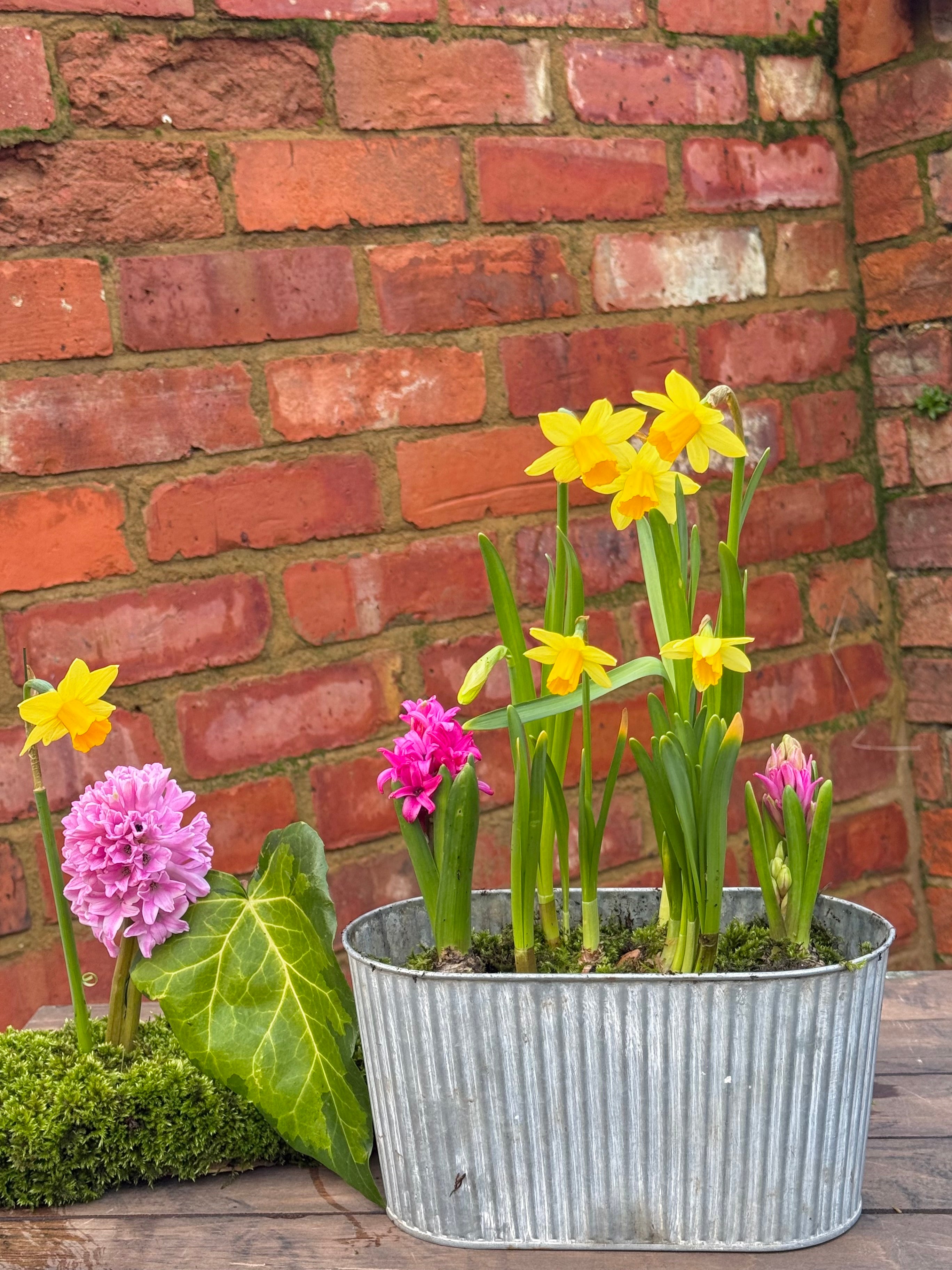 Spring bulbs: trough