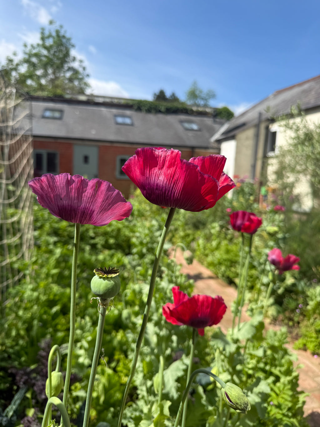 Poppy Seeds
