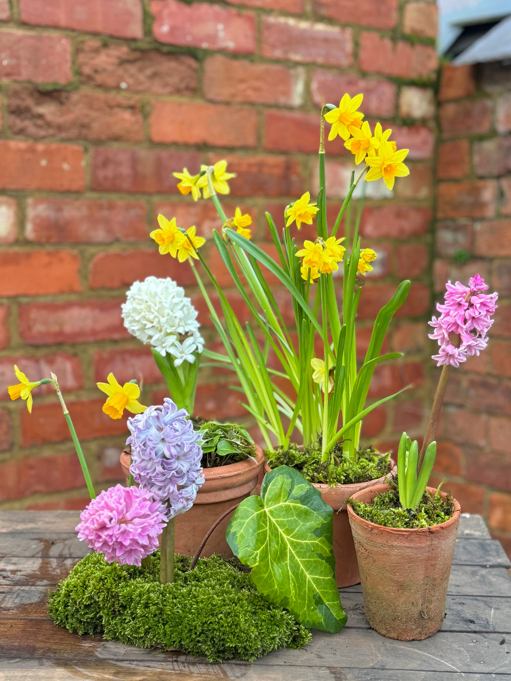 Spring bulbs: terracotta pot