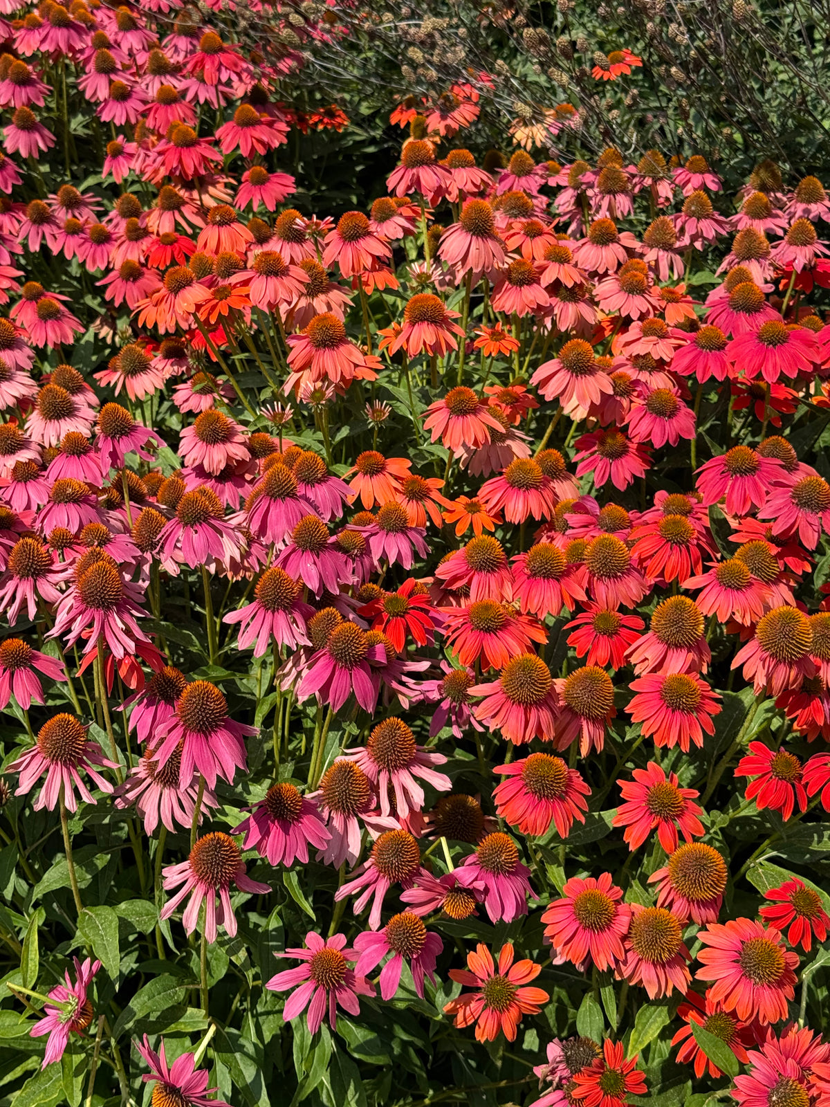 Echinacea Seeds