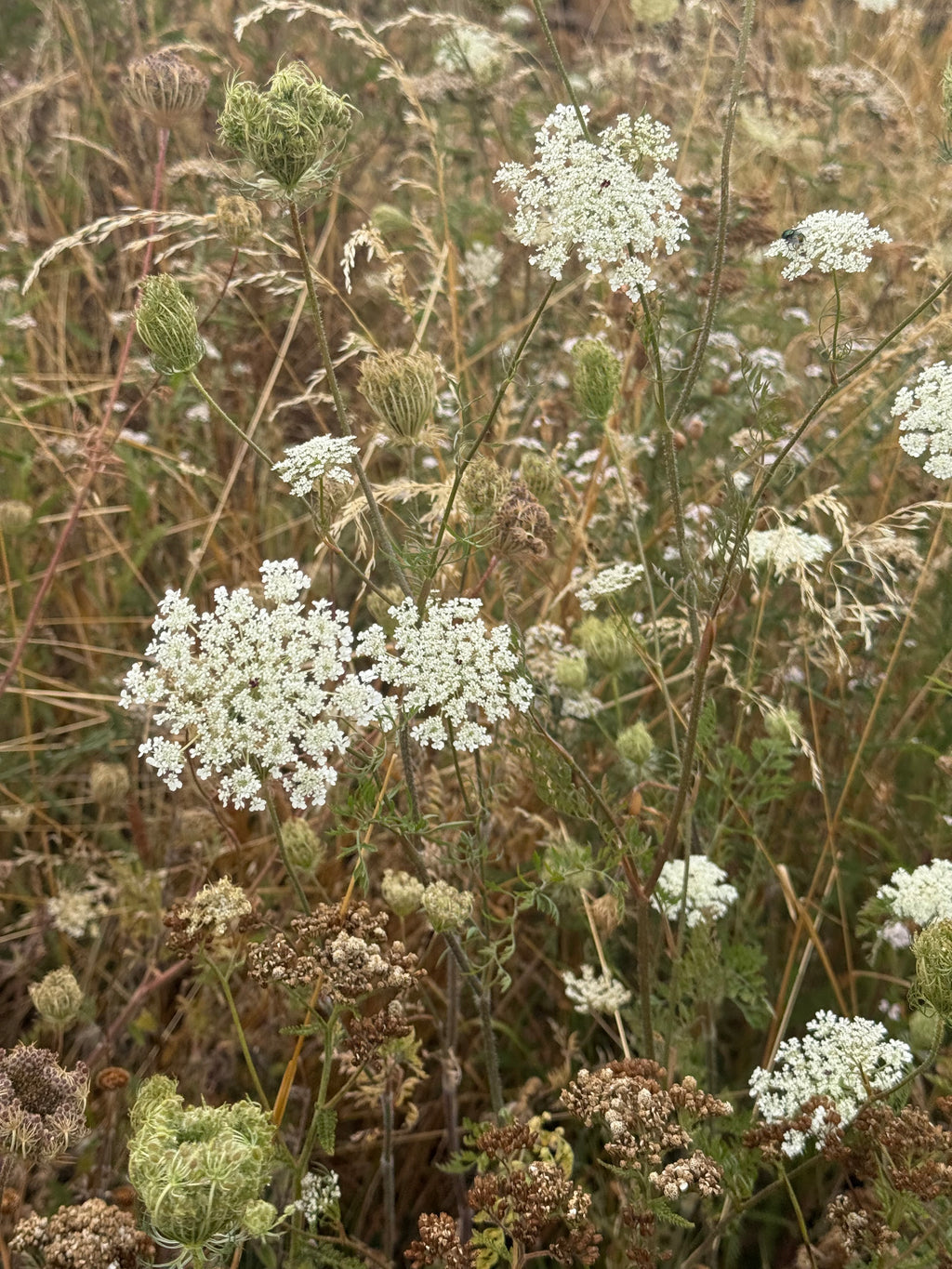 Queen Anne’s Lace Seeds