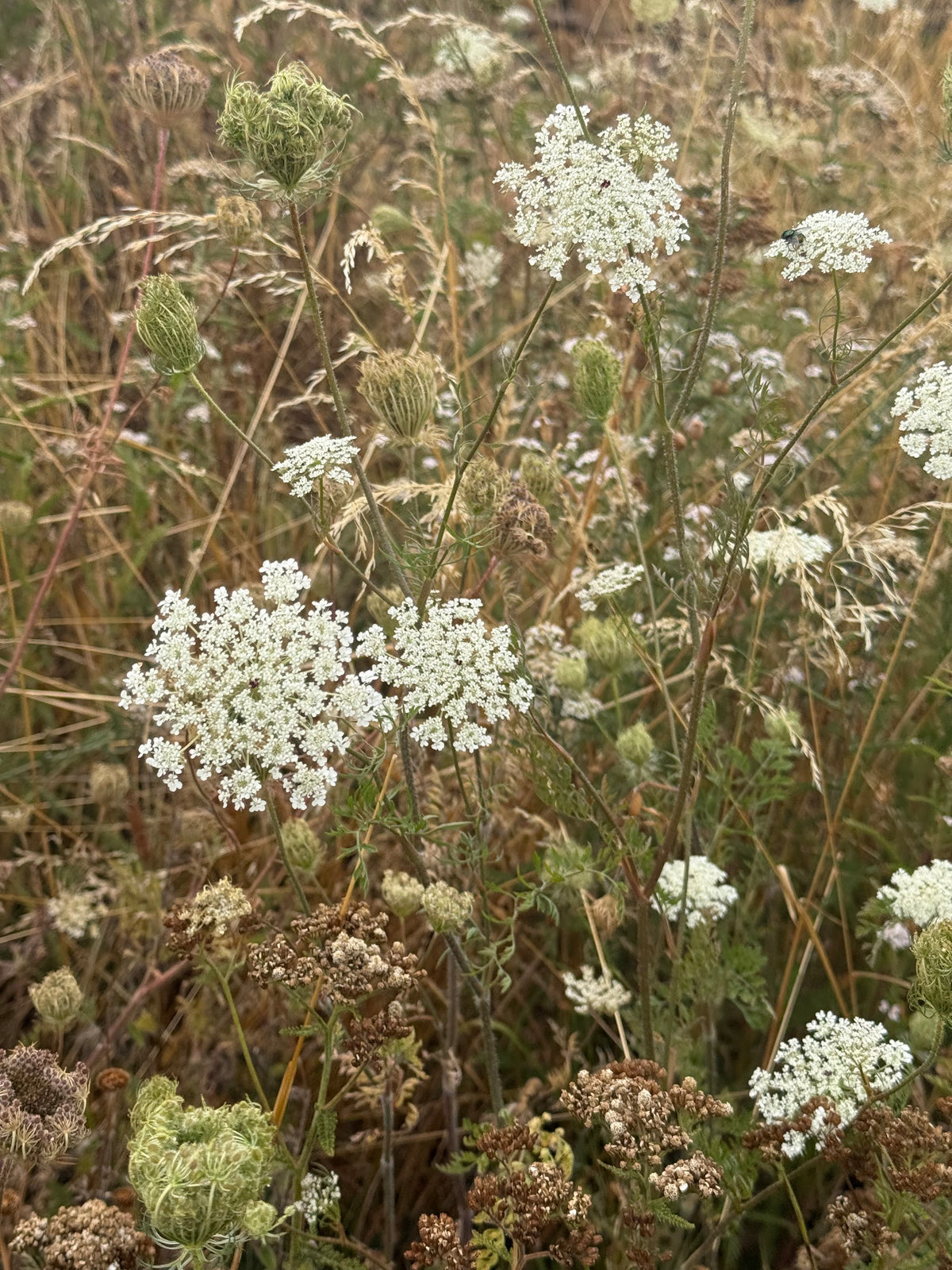 Queen Anne’s Lace Seeds