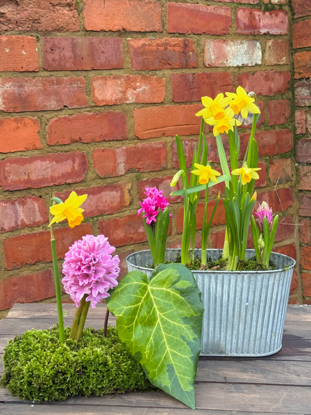 Spring bulbs: trough