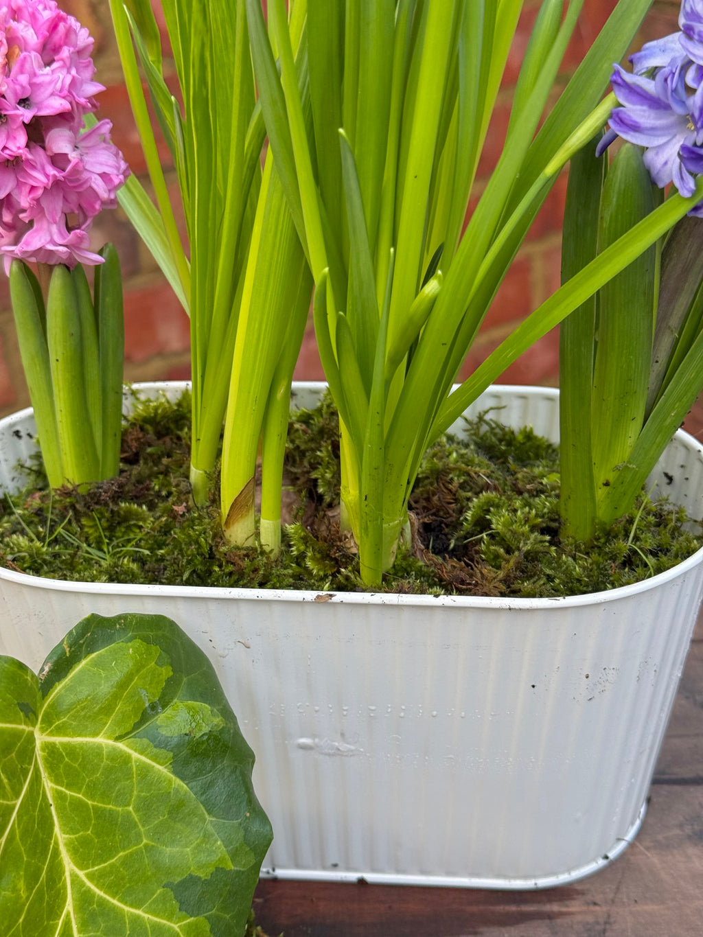 Spring bulbs: trough