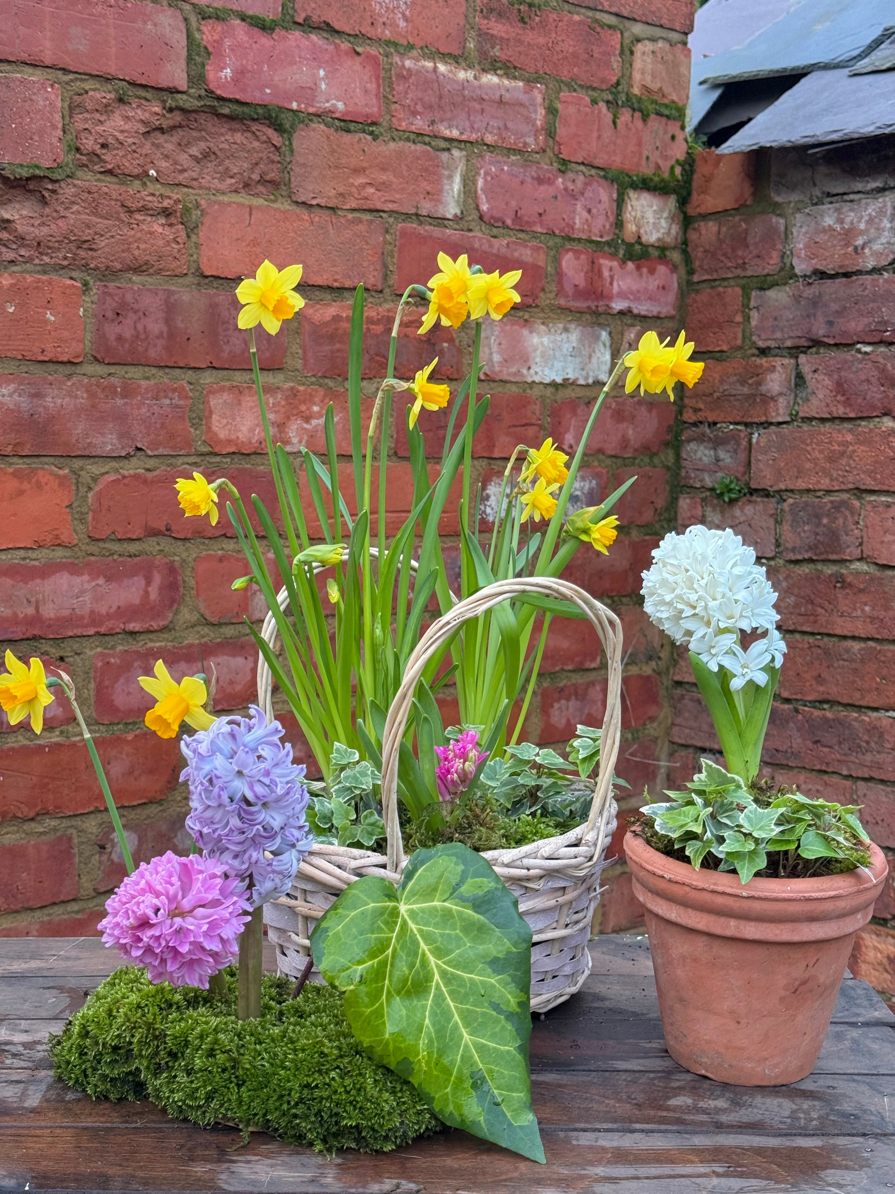 Spring bulbs: basket