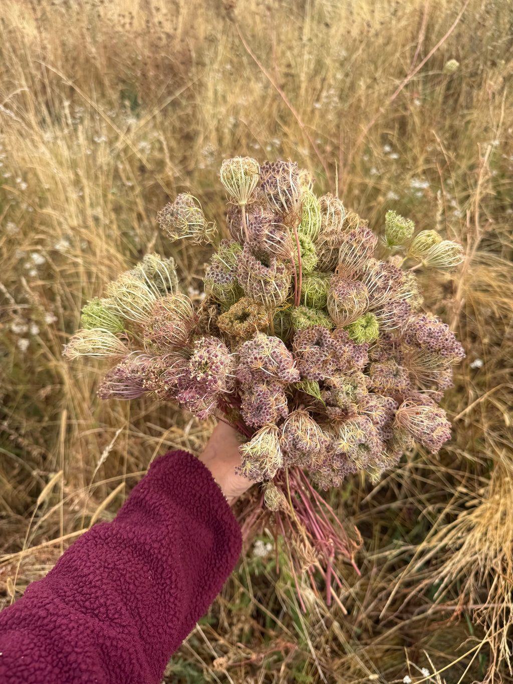 Queen Anne’s Lace Seeds