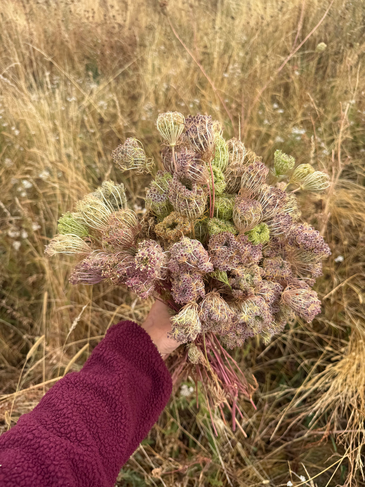 Queen Anne’s Lace Seeds