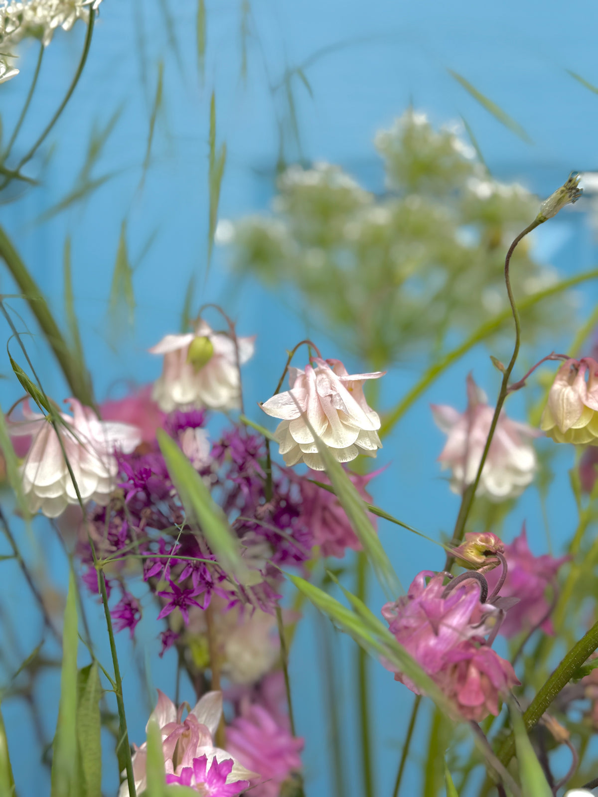 Aquilegia Seeds