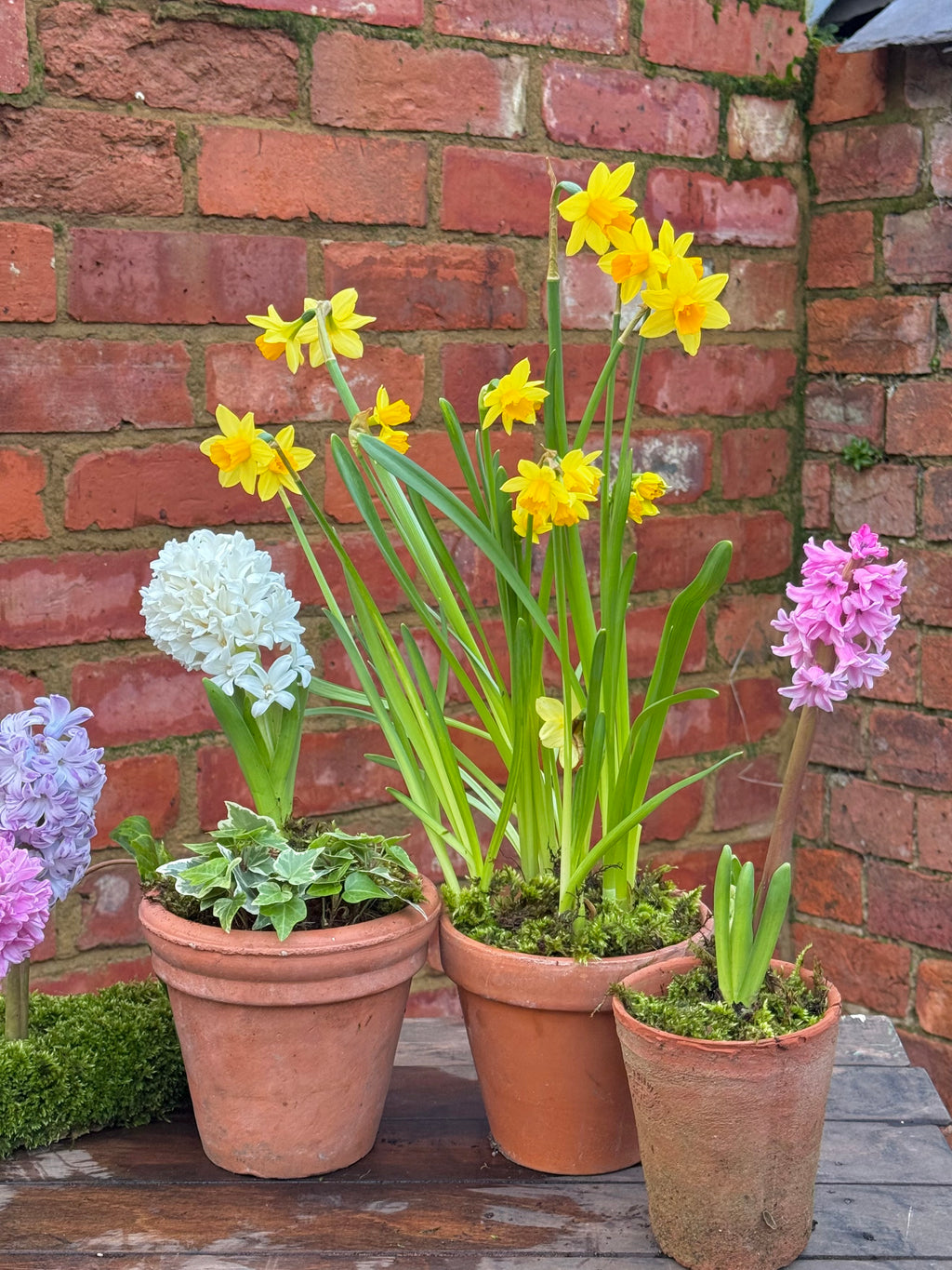 Spring bulbs: terracotta pot