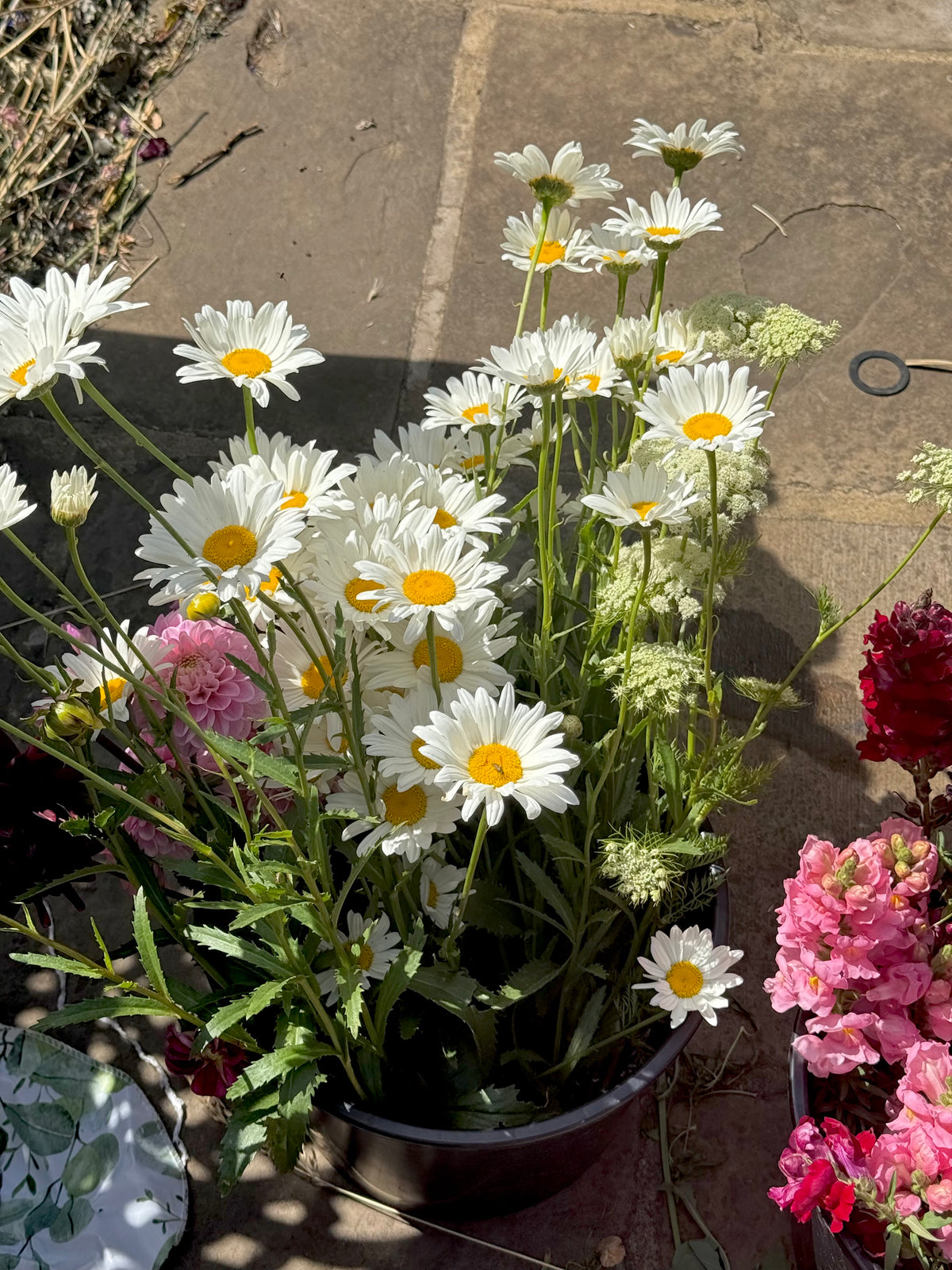 Daisy Seeds