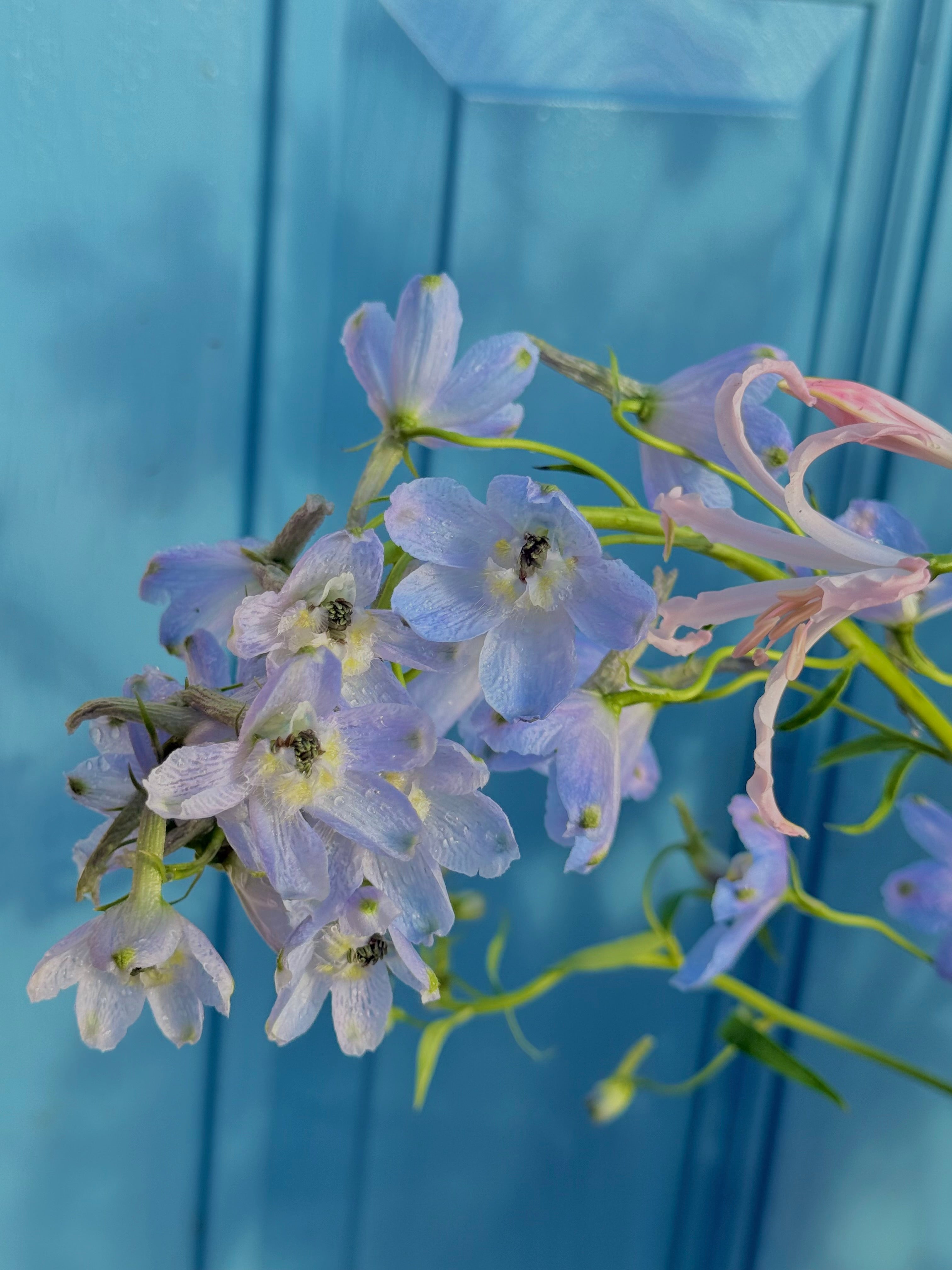 Deluxe Seasonal Medley