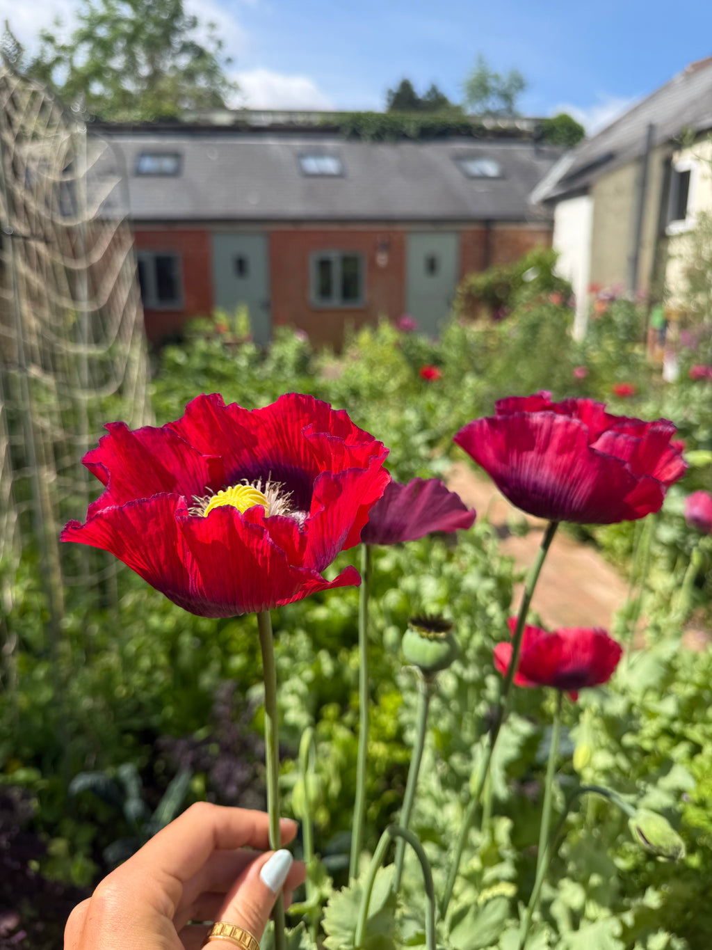 Poppy Seeds