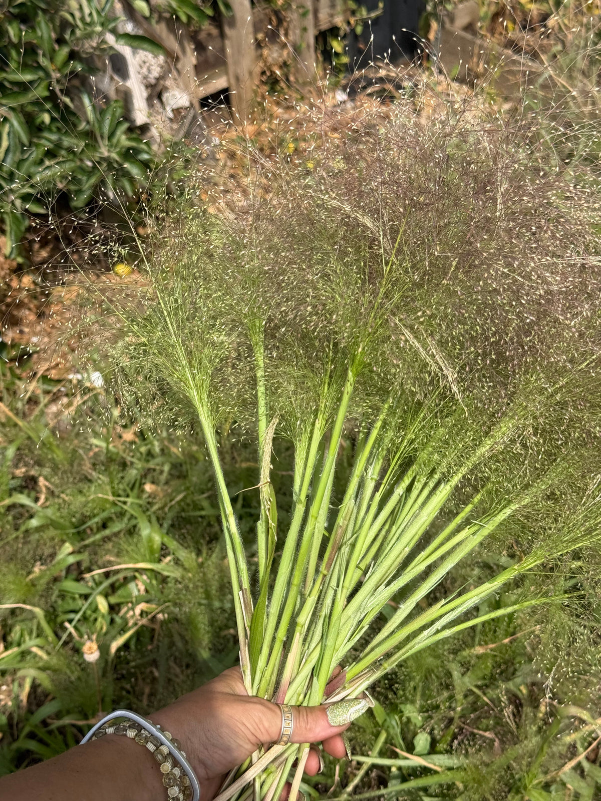 Sprinkle Grass Seeds