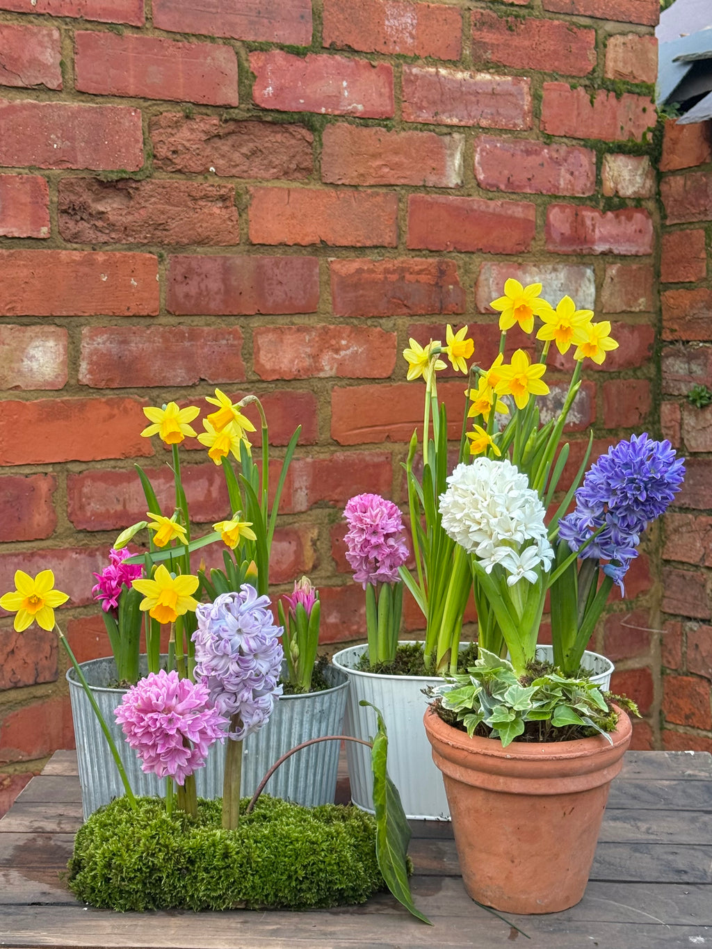 Spring bulbs: trough