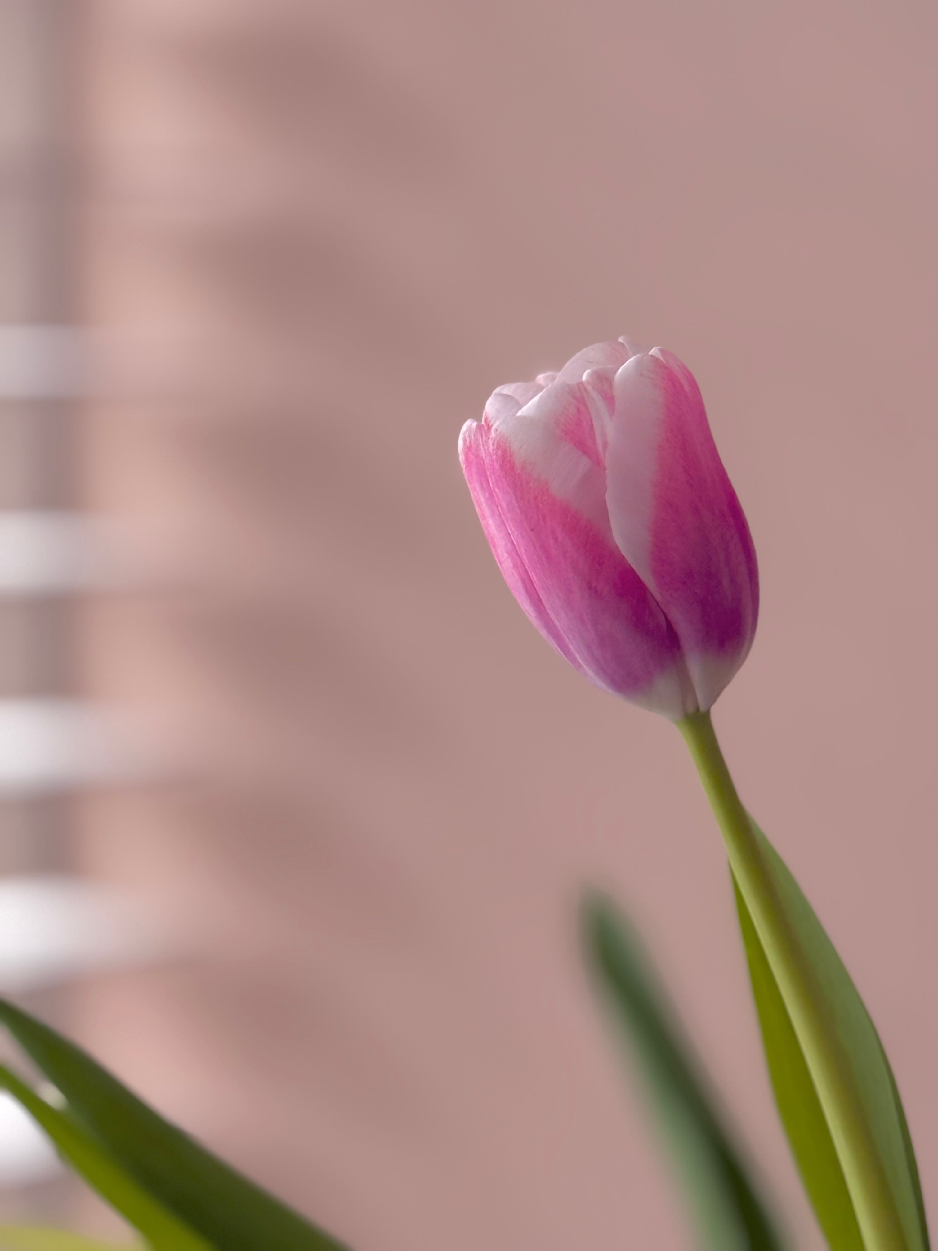 Simply Tulips