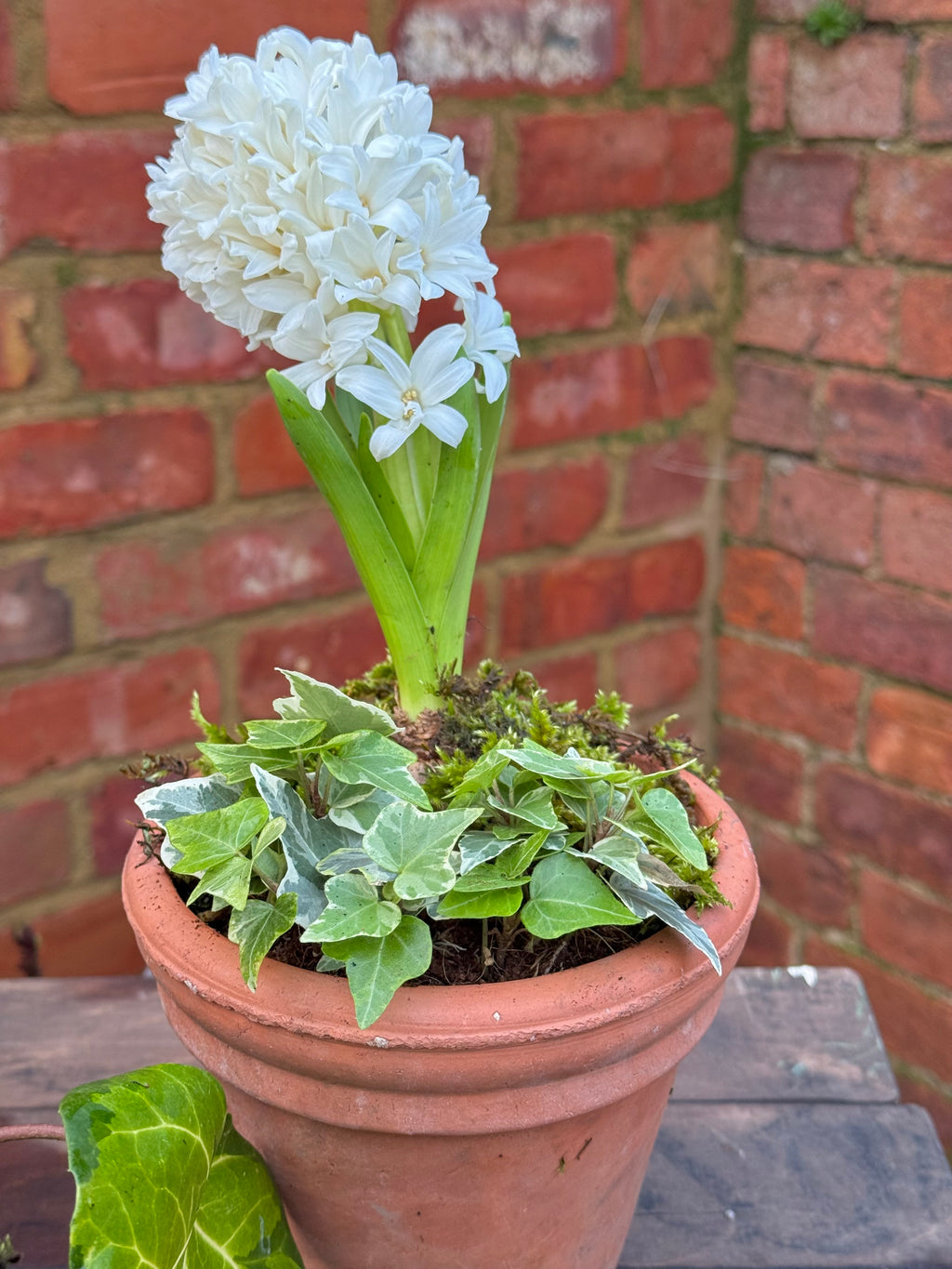Make it with mum: Mothers Day Planter Workshops - Sat 14th (am)