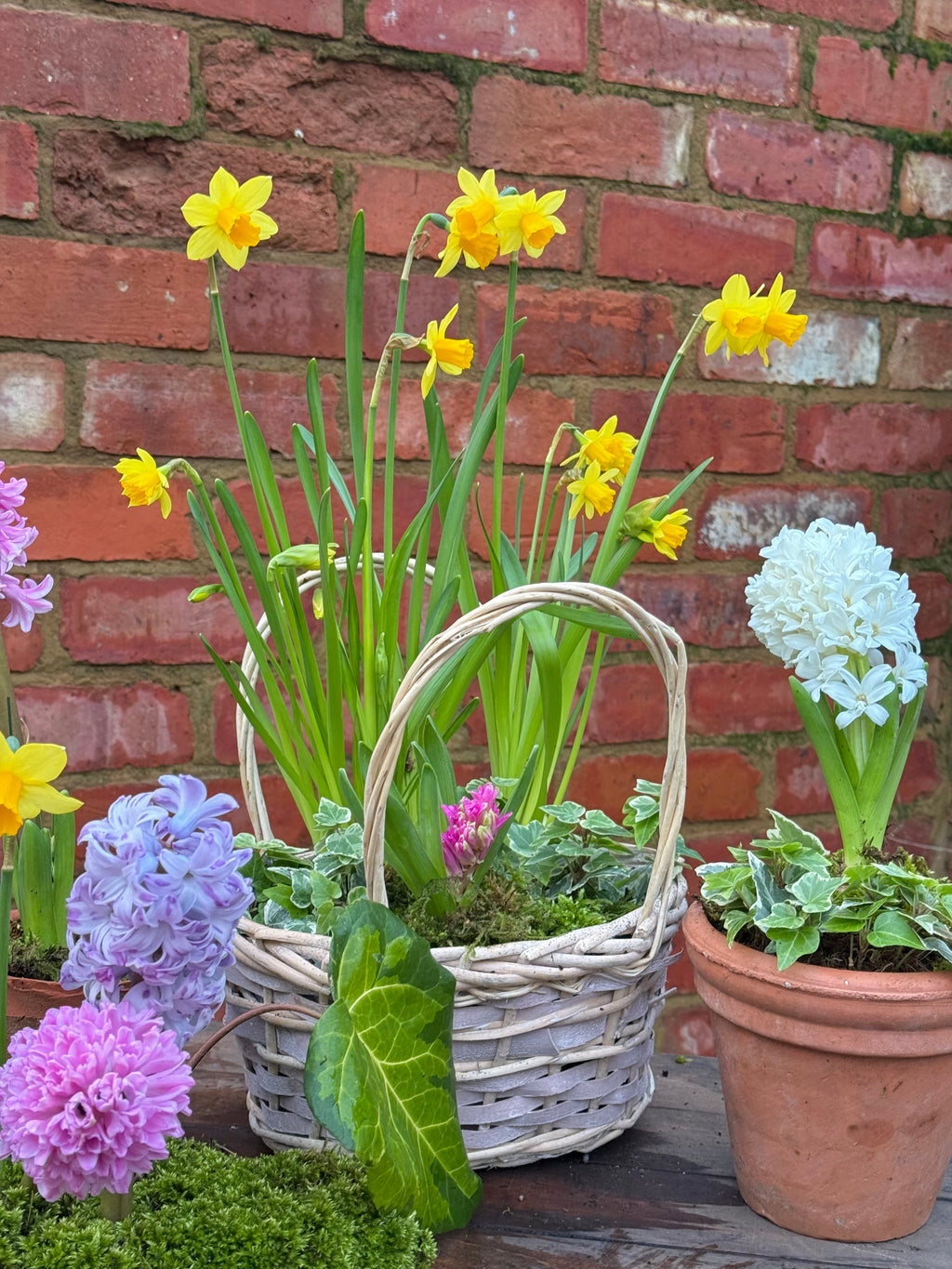 Spring bulbs: basket